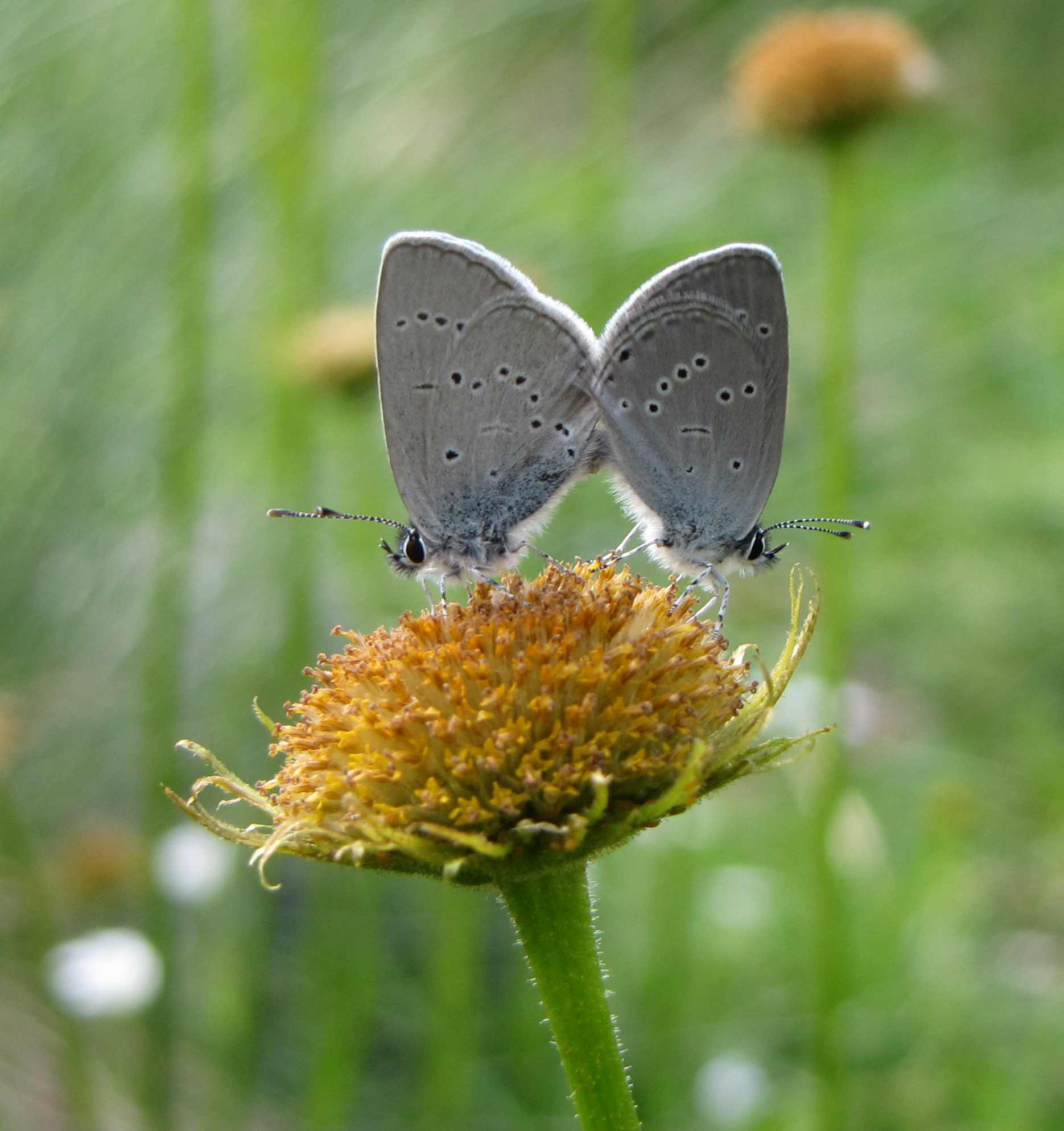 coppia di farfalle